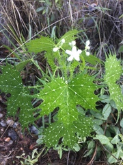 Cnidoscolus angustidens