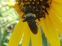 Triepeolus concavus