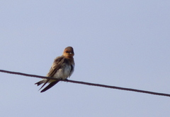 Alopochelidon fucata
