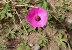 Modiolastrum gilliesii