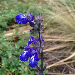 Salvia prunelloides