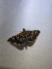 Diathrausta
