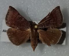 Argyrostrotis deleta