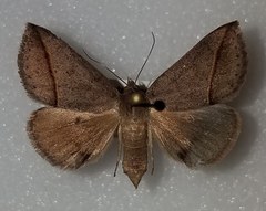 Argyrostrotis flavistriaria