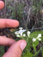 Cnidoscolus angustidens