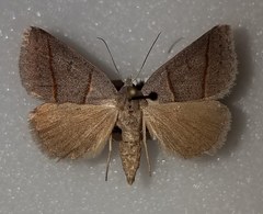 Ptichodis bistrigata