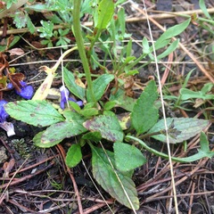 Salvia prunelloides