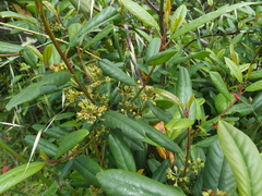 Frangula californica californica