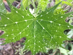 Cnidoscolus angustidens