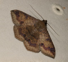 Ericeia subcinerea