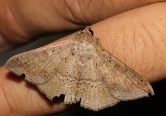 Ericeia subcinerea