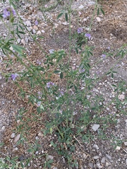 Medicago sativa