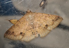Ericeia subcinerea