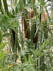 Typha latifolia