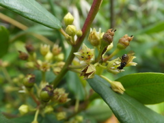 Frangula californica californica