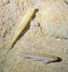 Rhinichthys