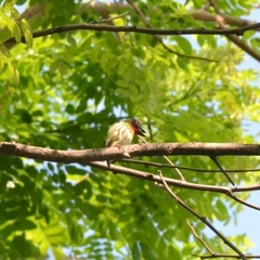 Psilopogon haemacephalus roseus