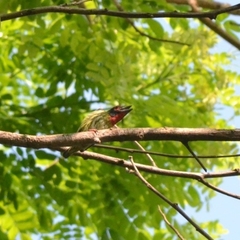 Psilopogon haemacephalus roseus