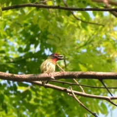 Psilopogon haemacephalus roseus