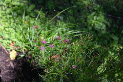 Vernonia lettermannii