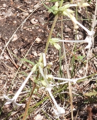 Ipomopsis aggregata candida