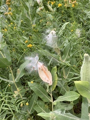 Asclepias speciosa