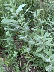 Asclepias speciosa