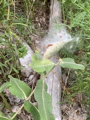 Asclepias speciosa