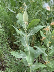 Asclepias speciosa