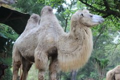 Camelus bactrianus
