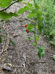 Solanum dulcamara