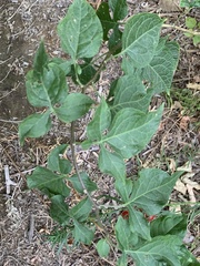 Solanum dulcamara