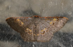 Serratophyga subangulata