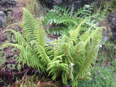 Polystichum speciosissimum