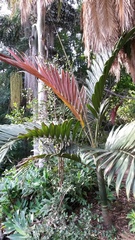 Chambeyronia macrocarpa