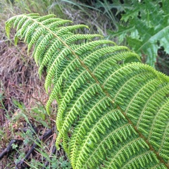 Polystichum speciosissimum