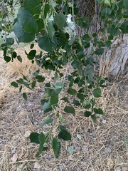 Populus fremontii