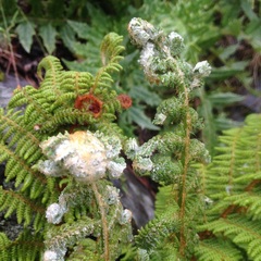 Polystichum speciosissimum