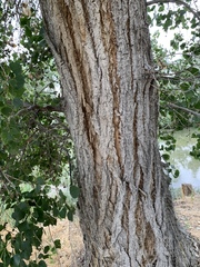 Populus fremontii