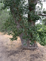 Populus fremontii