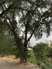 Populus fremontii