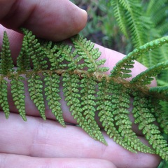 Polystichum speciosissimum