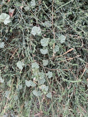Malva neglecta