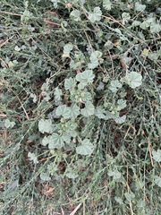 Malva neglecta