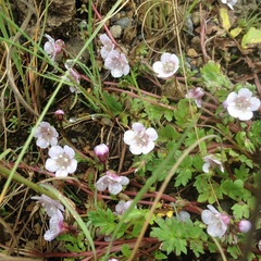 Phacelia platycarpa