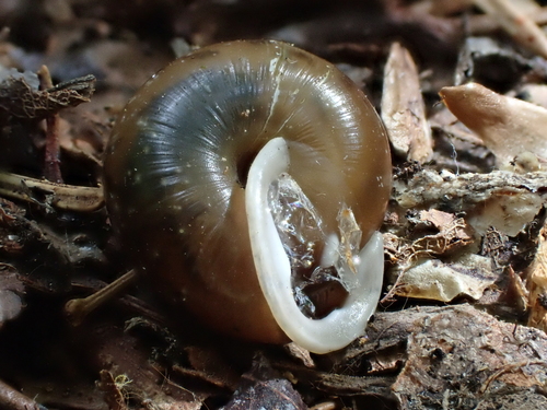 Coeur d'Alene Oregonian