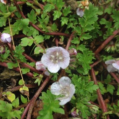 Phacelia platycarpa