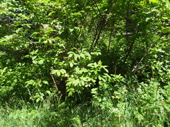 Sambucus racemosa racemosa