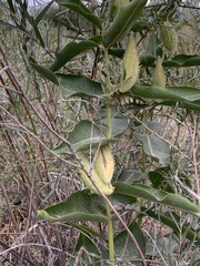 Asclepias speciosa