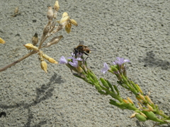 Helophilus lapponicus